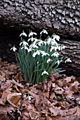 GALANTHUS NIVALIS,  SNOWDROP