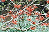 HAMAMELIS X INTERMEDIA DIANE,  WITCH HAZEL