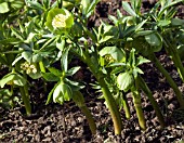 HELLEBORUS MULTIFIDUS SUBSP BOCCONEI,  HELLEBORE