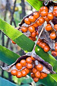 IRIS FOETIDISSIMA,  STINKING IRIS