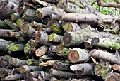 LOG PILE