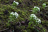 PETASITES ALBUS,  WHITE BUTTERBUR