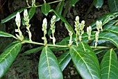 PRUNUS LAUROCERASUS,  LAUREL,  CHERRY LAUREL