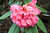 RHODODENDRON NOBLEANUM GROUP