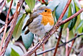 ERITHACUS RUBECULA,  ROBIN