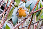 ERITHACUS RUBECULA,  ROBIN