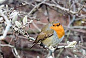 ERITHACUS RUBECULA,  ROBIN