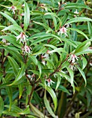 SARCOCOCCA HOOKERIANA VAR DIGYNA,  SWEET BOX,  CHRISTMAS BOX