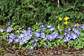 ANEMONE BLANDA,  WINDFLOWER IN MARCH BORDER