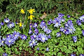 ANEMONE BLANDA,  WINDFLOWER IN BORDER,  MARCH