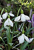 GALANTHUS ERWAY,  SNOWDROP