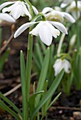 GALANTHUS LADY ELPHINSTONE,  SNOWDROP