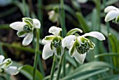 GALANTHUS NERISSA,  SNOWDROP