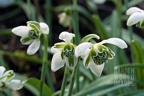 GALANTHUS_NERISSA__SNOWDROP