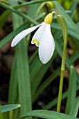 GALANTHUS NIVALIS SANDERSII,  SNOWDROP