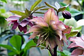 HELLEBORUS X HYBRIDUS PARTY DRESS,  HELLEBORE