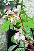 HELLEBORUS LIVIDUS,  HELEBORE