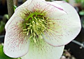 HELEBORUS PICOTEE,  HELLEBORE
