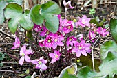 HEPATICA NOBILIS VAR. RUBRA