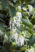 LOROPETALUM CHINENSE