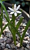 SCILLA BIFOLIA ALBA