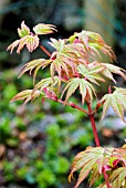 ACER PALMATUM SANGO KAKU,  (AGM),  (CORAL BARK JAPANESE MAPLE)