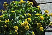 CALTHA PALUSTRIS FLORE PLENO,  (AGM),  (MARSH MARIGOLD)