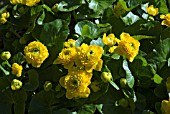 CALTHA PALUSTRIS FLORE PLENO,  (AGM),  (MARSH MARIGOLD)