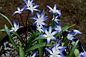 CHIONODOXA TMOLI,  (TMOLUS GLORY OF THE SNOW)