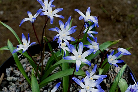 CHIONODOXA_TMOLI__TMOLUS_GLORY_OF_THE_SNOW