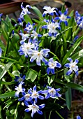 CHIONODOXA TMOLI,  (TMOLUS GLORY OF THE SNOW)