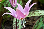 ERYTHRONIUM DENS CANIS,  (AGM),  (DOGS TOOTH VIOLET)