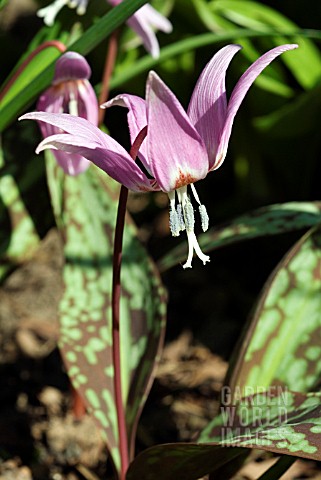 ERYTHRONIUM_DENS_CANIS__AGM__DOGS_TOOTH_VIOLET