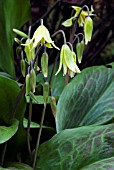 ERYTHRONIUM PAGODA,  (AGM),  (DOGS TOOTH VIOLET)