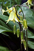 ERYTHRONIUM PAGODA,  (AGM),  (DOGS TOOTH VIOLET)