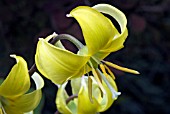 ERYTHRONIUM PAGODA,  (AGM),  (DOGS TOOTH VIOLET)