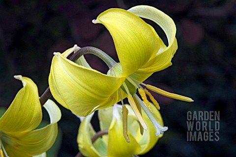 ERYTHRONIUM_PAGODA__AGM__DOGS_TOOTH_VIOLET