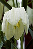 FRITILLARIA MELEAGRIS VAR. UNICOLOR SUBVAR. ALBA,  (AGM),  (WHITE FLOWERED SNAKES HEAD FRITILLARY)