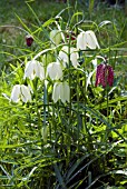 FRITILLARIA MELEAGRIS VAR. UNICOLOR SUBVAR. ALBA,  (AGM),  (WHITE FLOWERED SNAKES HEAD FRITILLARY)