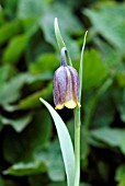 FRITILLARIA UVA VULPIS