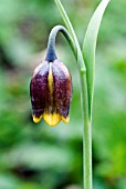 FRITILLARIA UVA VULPIS