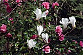 MAGNOLIA CYLINDRICA AND CAMELLIA X WILLIAMSII DEBBIE