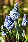 MUSCARI AZUREUM,  (AGM),  (GRAPE HYACINTH)