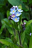 MYOSOTIS SYLVATICA,  (WOOD FORGET ME NOT)