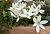 ORNITHOGALUM OLIGOPHYLLUM,  (STAR OF BETHLEHEM)