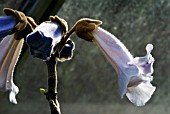 PAULOWNIA TOMENTOSA,  (FOXGLOVE TREE)