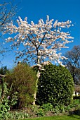 PRUNUS X YEDOENSIS,  (YOSHINO CHERRY). INWOOD GARDEN,  SCOTLAND.