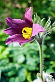 PULSATILLA VULGARIS PAPAGENO,  (PASQUE FLOWER)