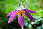 PULSATILLA VULGARIS PAPAGENO,  (PASQUE FLOWER)