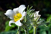 PULSATILLA WHITE SWAN = WEISSE SCHWAN,  (PASQUE FLOWER)